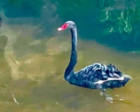 Cisne negro é visto nadando no Rio Bengalas | Jornal A Voz da Serra